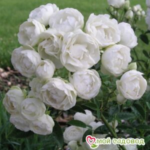 Роза полиантовая Морздаг Уайт (Morsdag White) в Агрызе