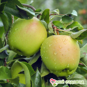 Яблоко-груша Голден Делишес в Агрызе