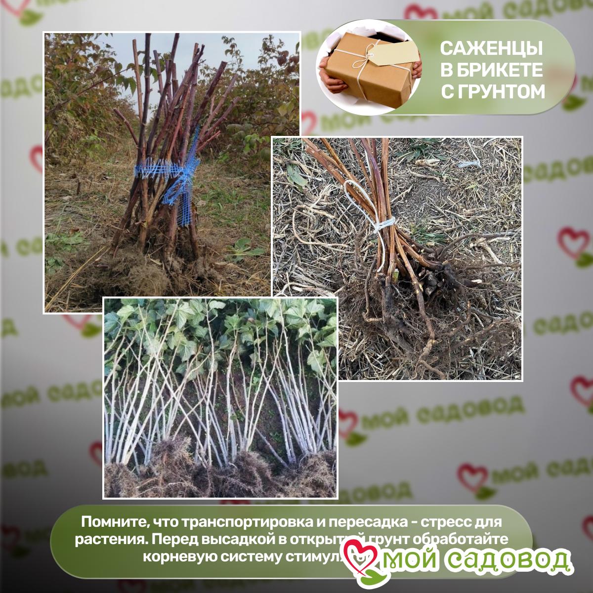 Малина ремонтантная Херитейдж