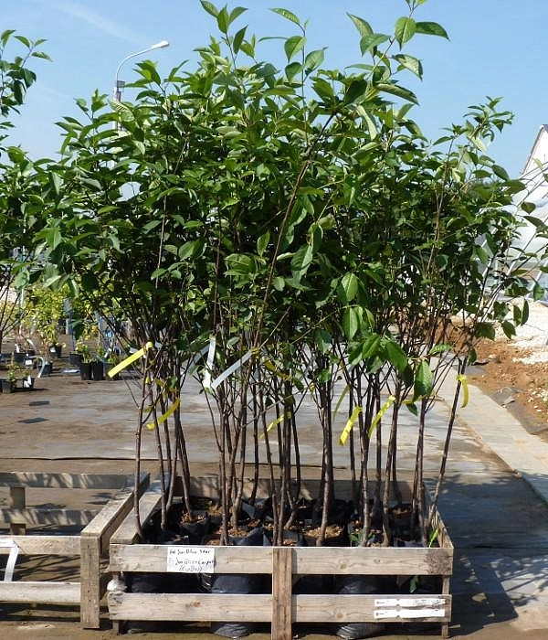 Вишня Умбра Свифт